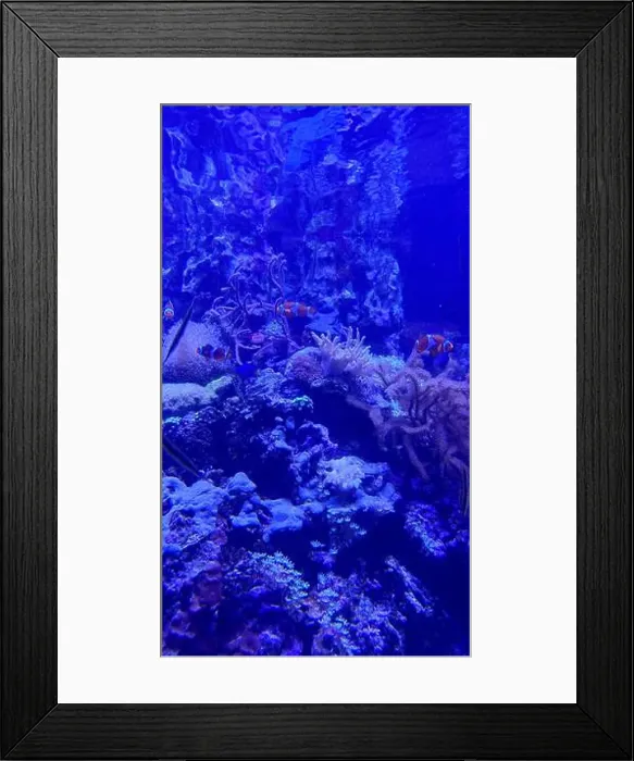 Framed Print : Vibrant blue ocean with a coral reef and various fish swimming in it Framed Print : Vibrant blue ocean with a coral reef and various fish swimming in it