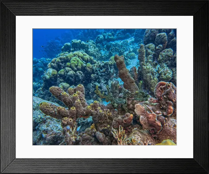 Framed Print : Caribbean coral reef off the coast of the island of Bonaire in summer Framed Print : Caribbean coral reef off the coast of the island of Bonaire in summer