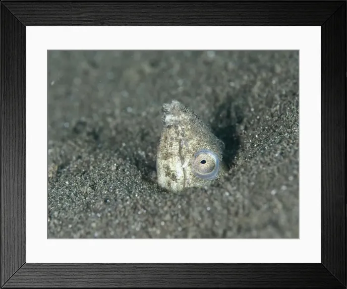 Framed Print : A sand snake eel (Ophichthus altipennis) Framed Print : A sand snake eel (Ophichthus altipennis)