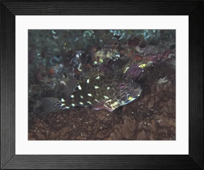 Framed Print : Camouflaged fish, giant coral guardian (Cirrhitus pinnulatus) Framed Print : Camouflaged fish, giant coral guardian (Cirrhitus pinnulatus)