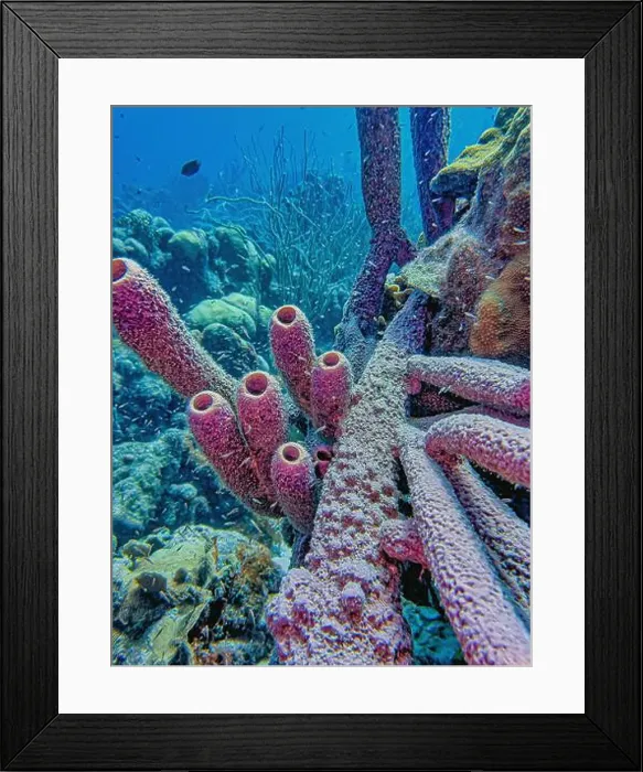 Framed Print : Caribbean coral reef off the coast of the island of Bonaire in summer Framed Print : Caribbean coral reef off the coast of the island of Bonaire in summer
