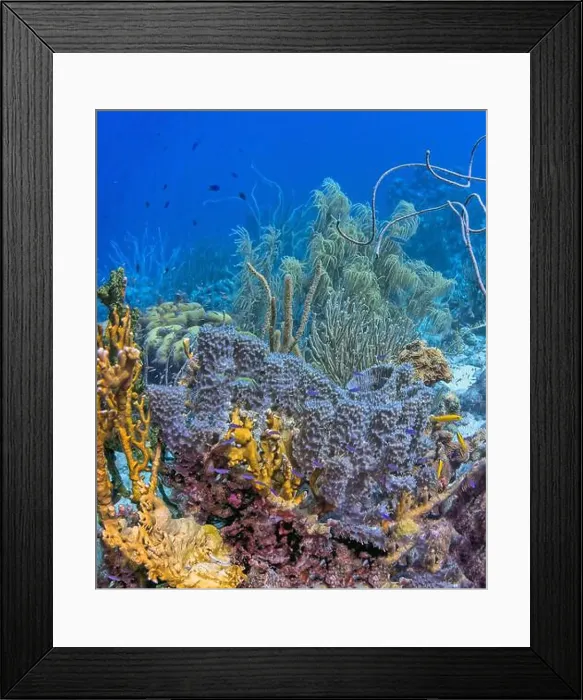Framed Print : Caribbean coral reef off the coast of the island of Bonaire in summer Framed Print : Caribbean coral reef off the coast of the island of Bonaire in summer
