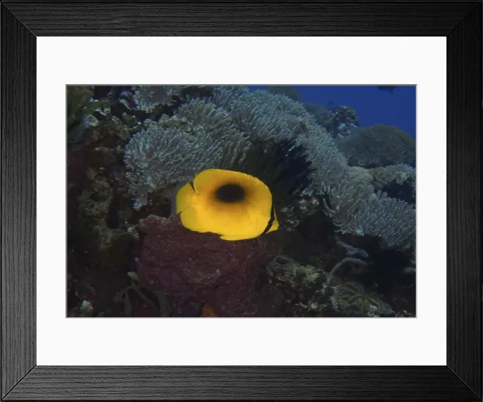 Framed Print : Bright yellow fish, Malayan one-spot butterflyfish (Chaetodon speculum) Framed Print : Bright yellow fish, Malayan one-spot butterflyfish (Chaetodon speculum)