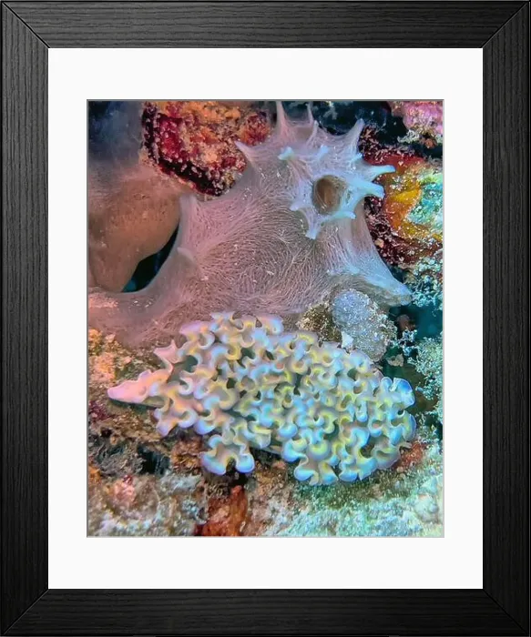 Framed Print : Elysia crispata, common name the lettuce sea slug or lettuce slug Framed Print : Elysia crispata, common name the lettuce sea slug or lettuce slug