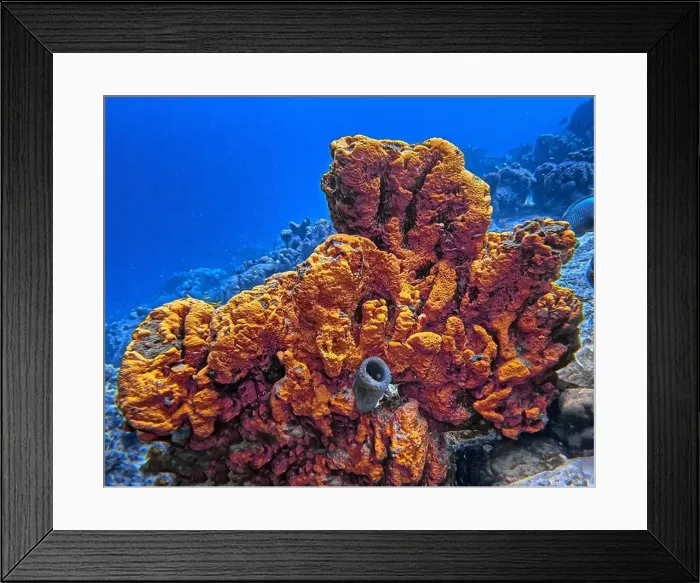 Framed Print : Caribbean coral reef with orange elephant ear sprong Framed Print : Caribbean coral reef with orange elephant ear sprong
