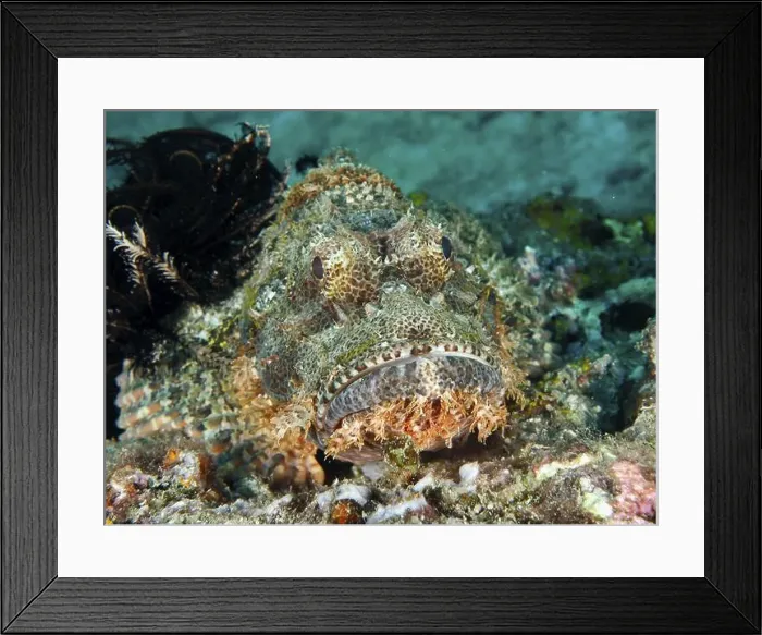 Framed Print : A well camouflaged scorpionfish Framed Print : A well camouflaged scorpionfish