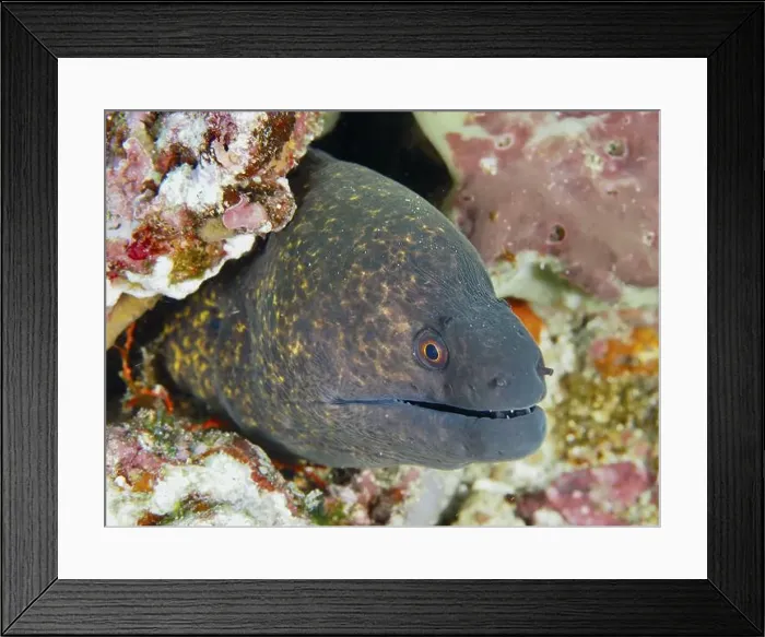 Framed Print : Close-up of a sooty moray eel (Gymnothorax flavimarginatus) peeking out of a coral reef Framed Print : Close-up of a sooty moray eel (Gymnothorax flavimarginatus) peeking out of a coral reef