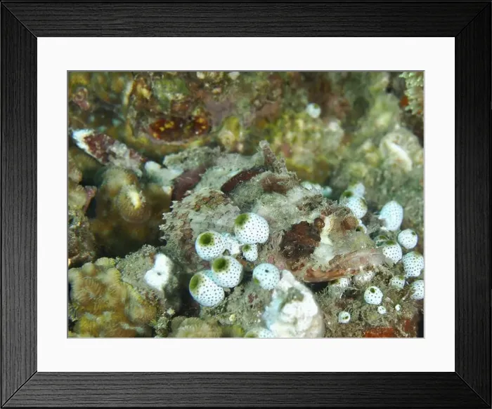 Framed Print : A camouflaged fish with white and colourful spots Framed Print : A camouflaged fish with white and colourful spots