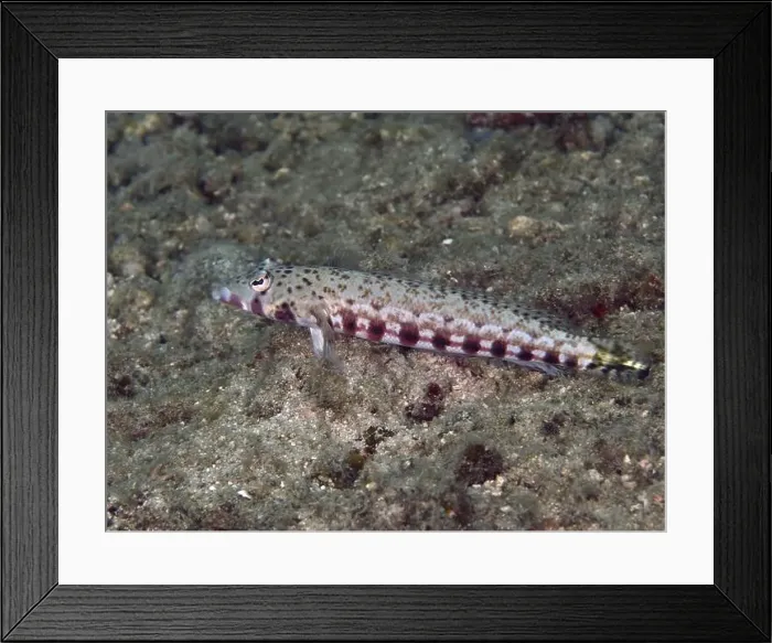 Framed Print : A fish, sand perch (Parapercis bimacula) Framed Print : A fish, sand perch (Parapercis bimacula)