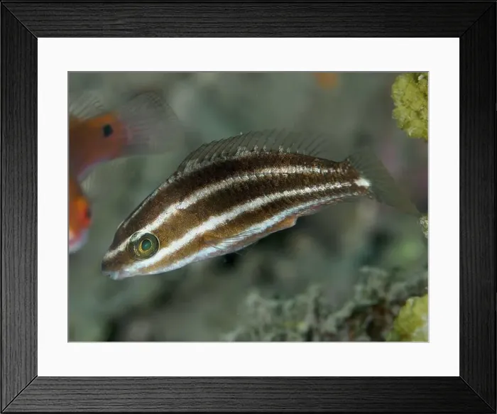 Framed Print : Striped fish, rainbow parrotfish (Scarus forsteni) juvenile Framed Print : Striped fish, rainbow parrotfish (Scarus forsteni) juvenile