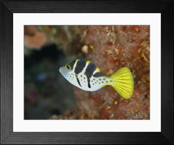 Framed Print : A small colourful fish with yellow and black markings Framed Print : A small colourful fish with yellow and black markings