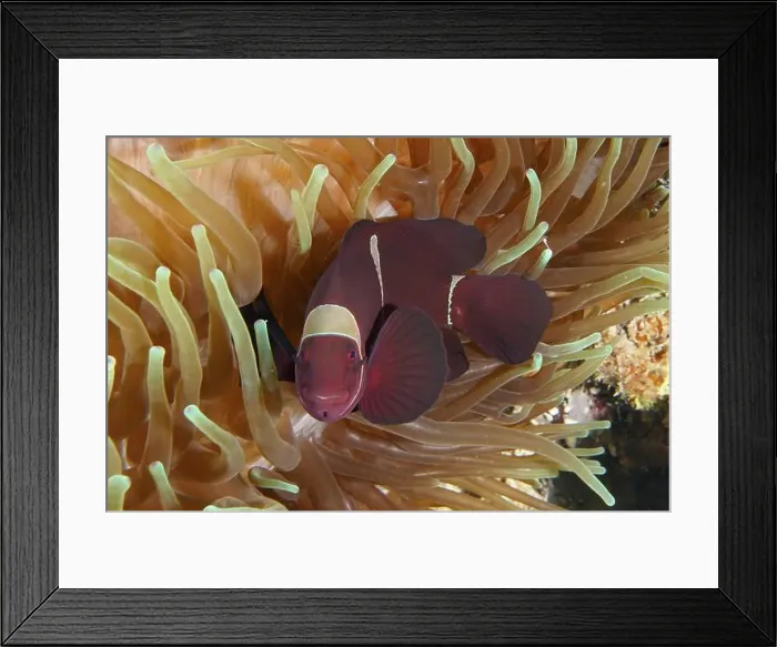 Framed Print : A red velvet anemonefish, spiny anemonefish (Amphiprion biaculeatus) Framed Print : A red velvet anemonefish, spiny anemonefish (Amphiprion biaculeatus)