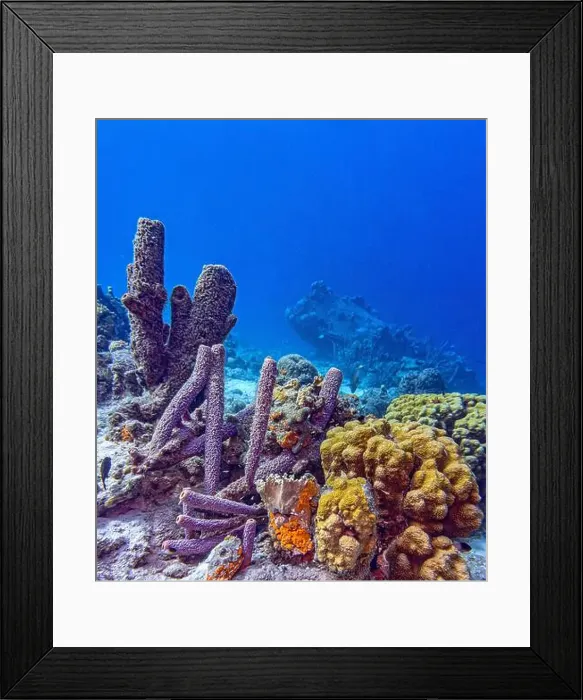 Framed Print : Caribbean coral reef off the coast of the island of Bonaire in summer Framed Print : Caribbean coral reef off the coast of the island of Bonaire in summer