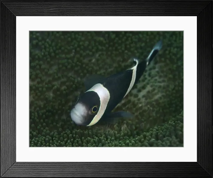 Framed Print : Black and white fisc, saddle spot anemonefish (Amphiprion polymnus) Framed Print : Black and white fisc, saddle spot anemonefish (Amphiprion polymnus)