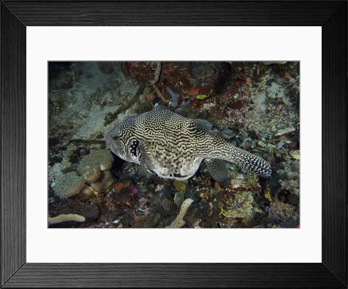 Framed Print : Black and white marbled fish, map pufferfish (Arothron mappa) Framed Print : Black and white marbled fish, map pufferfish (Arothron mappa)