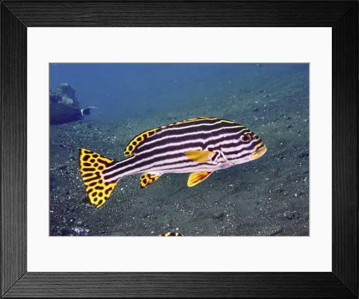 Framed Print : Close-up of a striped fish with yellow accents Framed Print : Close-up of a striped fish with yellow accents