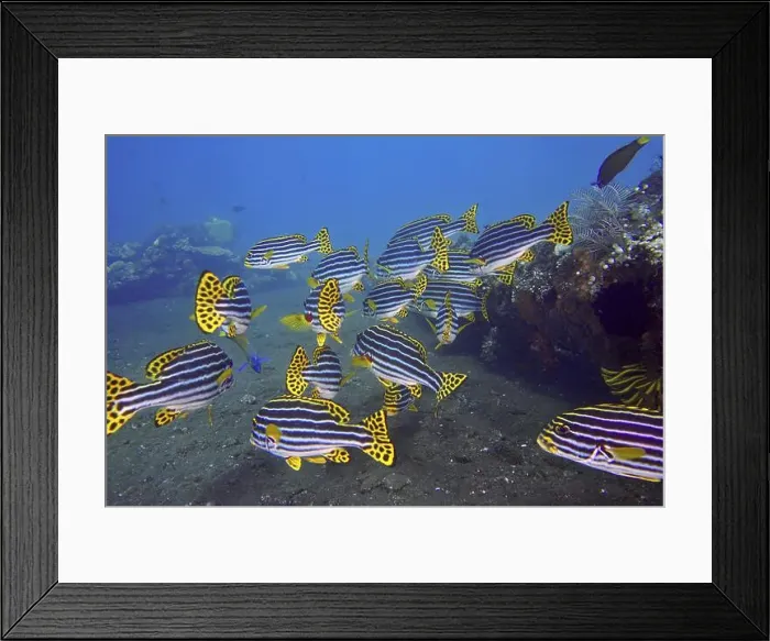 Framed Print : Underwater view of a group of striped fish Framed Print : Underwater view of a group of striped fish
