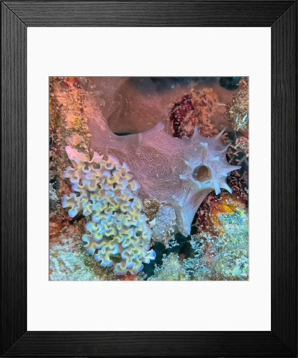 Framed Print : Elysia crispata, common name the lettuce sea slug or lettuce slug Framed Print : Elysia crispata, common name the lettuce sea slug or lettuce slug