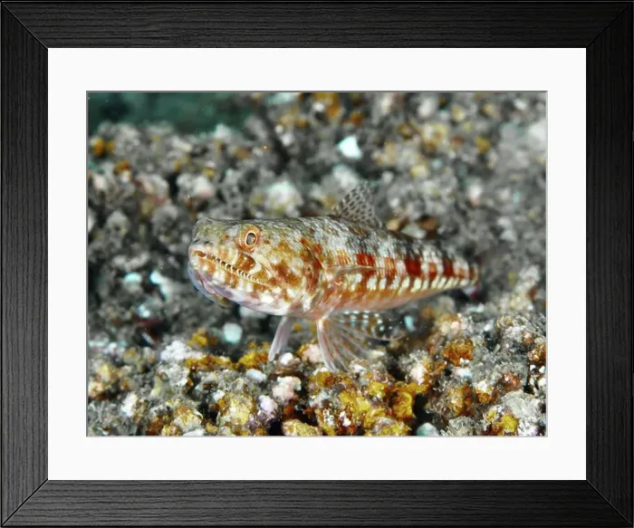 Framed Print : Red and white patterned fish, marbled lizardfish (Synodus rubromarmoratus) Framed Print : Red and white patterned fish, marbled lizardfish (Synodus rubromarmoratus)