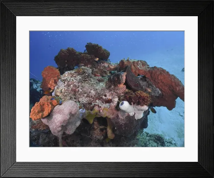 Framed Print : A coral reef with various colourful coral formations in the blue sea Framed Print : A coral reef with various colourful coral formations in the blue sea