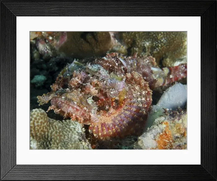 Framed Print : A scorpionfish, Papuan scorpionfish (Scorpaenopsis papuensis) Framed Print : A scorpionfish, Papuan scorpionfish (Scorpaenopsis papuensis)