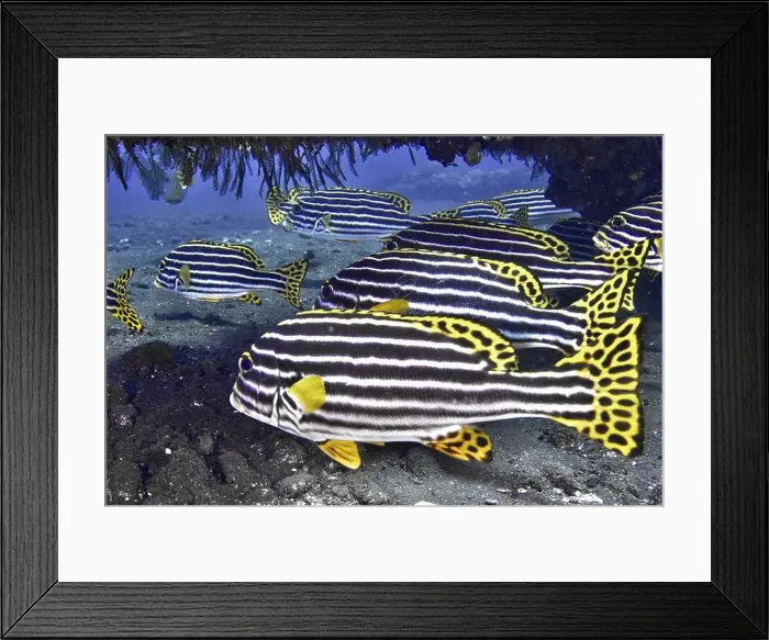 Framed Print : A school of striped fish with yellow fins Framed Print : A school of striped fish with yellow fins