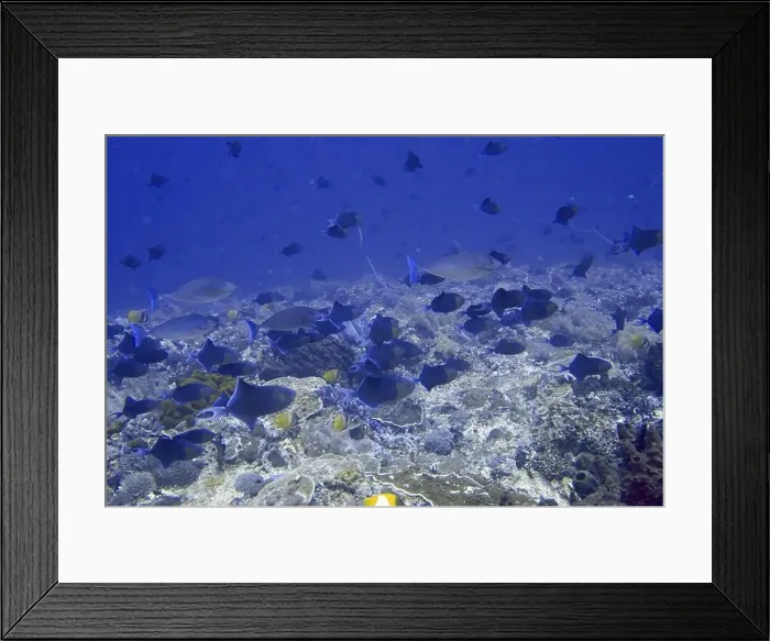 Framed Print : A school of fish, red-toothed triggerfish (Odonus niger) Framed Print : A school of fish, red-toothed triggerfish (Odonus niger)
