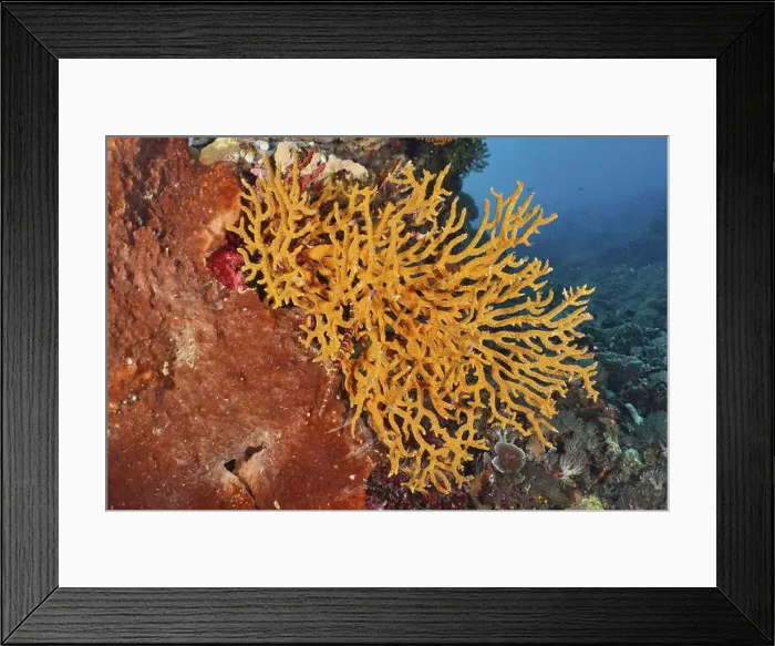 Framed Print : An orange coral formation stands out strikingly from a rock Framed Print : An orange coral formation stands out strikingly from a rock