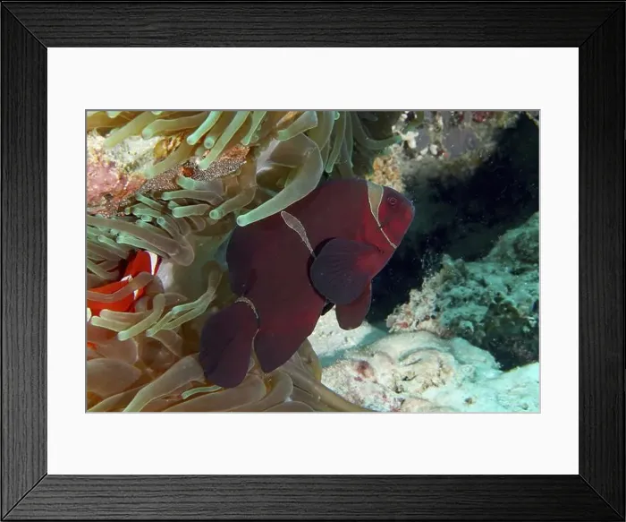 Framed Print : A red velvet anemonefish, spiny anemonefish (Amphiprion biaculeatus) swimming between the tentacles of a sea anemone Framed Print : A red velvet anemonefish, spiny anemonefish (Amphiprion biaculeatus) swimming between the tentacles of a sea anemone