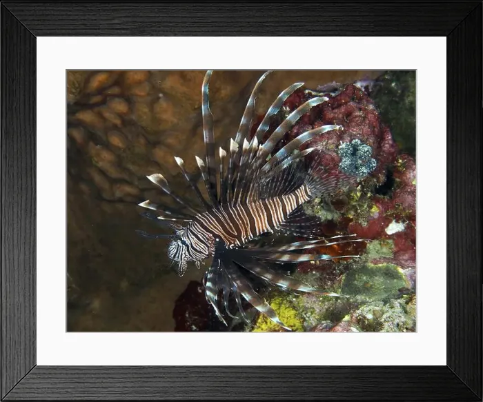 Framed Print : Pacific red lionfish (Pterois volitans) elegantly floating next to colourful corals in the sea Framed Print : Pacific red lionfish (Pterois volitans) elegantly floating next to colourful corals in the sea