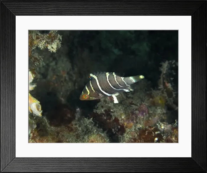 Framed Print : A black and white striped fish Framed Print : A black and white striped fish
