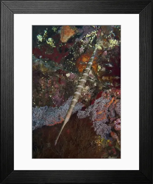 Framed Print : Long fish, Chinese trumpetfish (Aulostomus chinensis) Framed Print : Long fish, Chinese trumpetfish (Aulostomus chinensis)