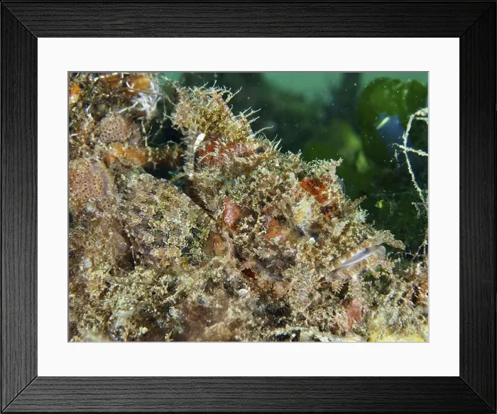 Framed Print : A scorpionfish, Papua scorpionfish (Scorpaenopsis papuensis)