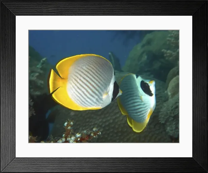 Framed Print : Two fish with yellow and white pattern Framed Print : Two fish with yellow and white pattern