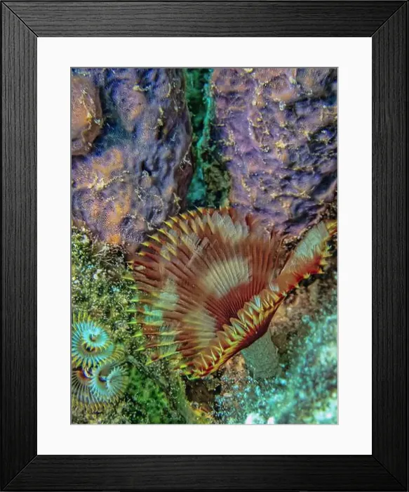 Framed Print : Schizobranchia insignis is a marine feather duster worm Framed Print : Schizobranchia insignis is a marine feather duster worm
