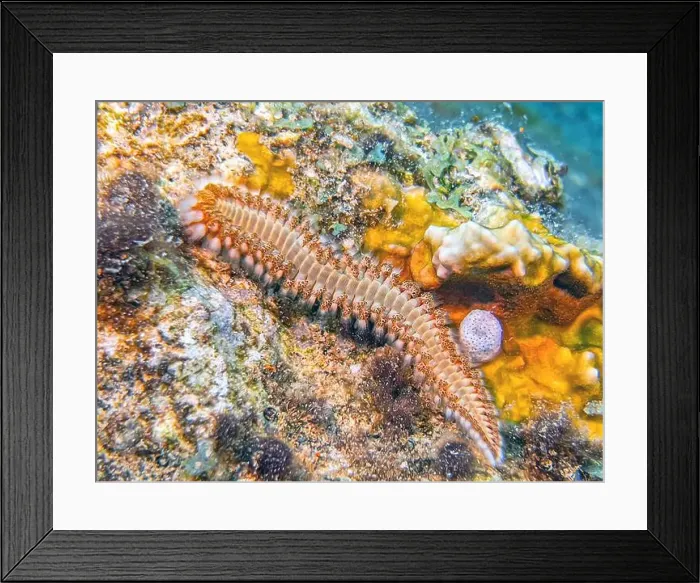 Framed Print : Hermodice carunculata, the bearded fireworm, is a type of marine bristleworm belonging to the Amphinomidae family Framed Print : Hermodice carunculata, the bearded fireworm, is a type of marine bristleworm belonging to the Amphinomidae family
