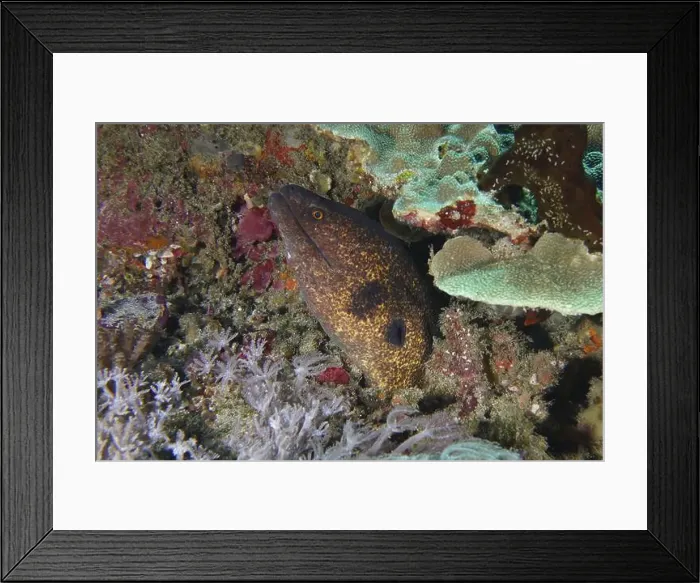 Framed Print : A sooty moray eel (Gymnothorax flavimarginatus) hides well camouflaged among the corals Framed Print : A sooty moray eel (Gymnothorax flavimarginatus) hides well camouflaged among the corals