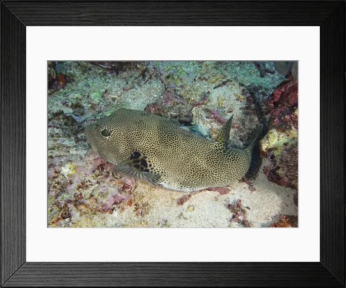 Framed Print : Giant pufferfish (Arothron stellatus) lying on the sandy seabed Framed Print : Giant pufferfish (Arothron stellatus) lying on the sandy seabed