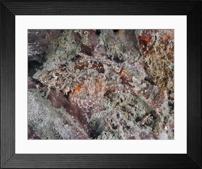 Framed Print : A well camouflaged Papuan scorpionfish (Scorpaenopsis papuensis) adapting to the rocky underwater environment Framed Print : A well camouflaged Papuan scorpionfish (Scorpaenopsis papuensis) adapting to the rocky underwater environment