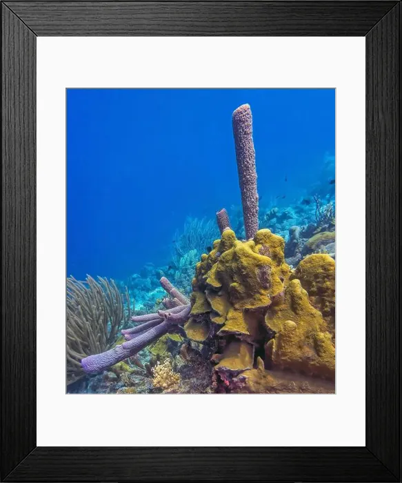 Framed Print : Caribbean coral reef off the coast of the island of Bonaire in summer Framed Print : Caribbean coral reef off the coast of the island of Bonaire in summer