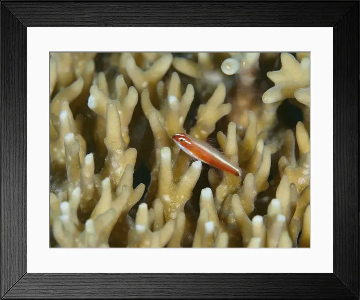 Framed Print : A small, red coloured fish, red-bellied dwarf goby (Eviota Nigriventris) Framed Print : A small, red coloured fish, red-bellied dwarf goby (Eviota Nigriventris)