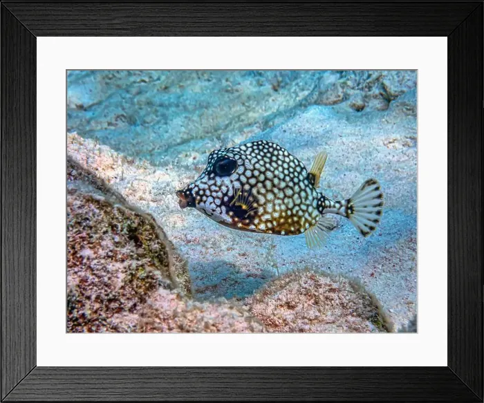 Framed Print : Lactophrys triqueter the smooth trunkfish Framed Print : Lactophrys triqueter the smooth trunkfish