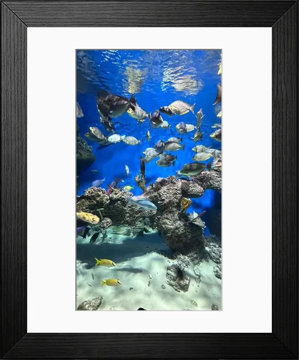 Framed Print : Large aquarium with many fish swimming in it Framed Print : Large aquarium with many fish swimming in it