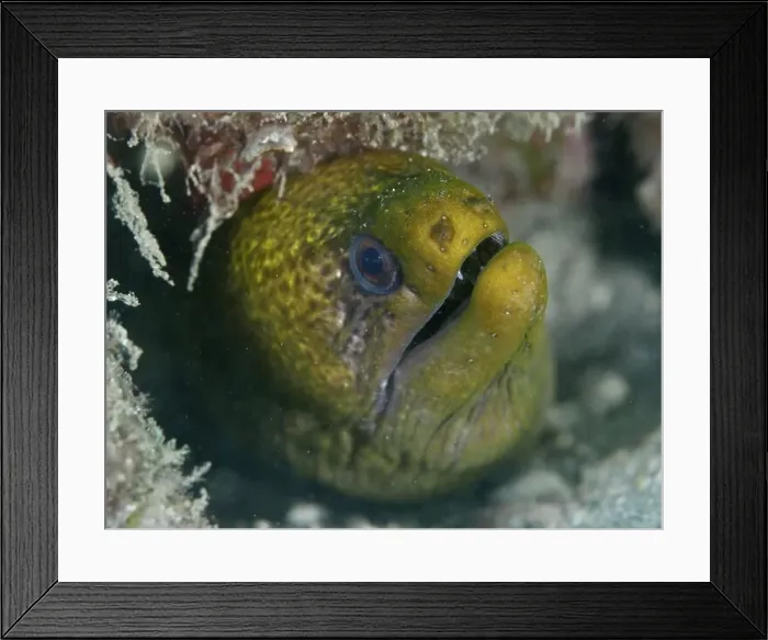 Framed Print : Green moray, marbled moray eel (Gymnothorax undulatus) Framed Print : Green moray, marbled moray eel (Gymnothorax undulatus)