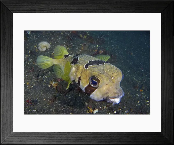 Framed Print : Masked hedgehogfish (Diodon liturosus) Framed Print : Masked hedgehogfish (Diodon liturosus)
