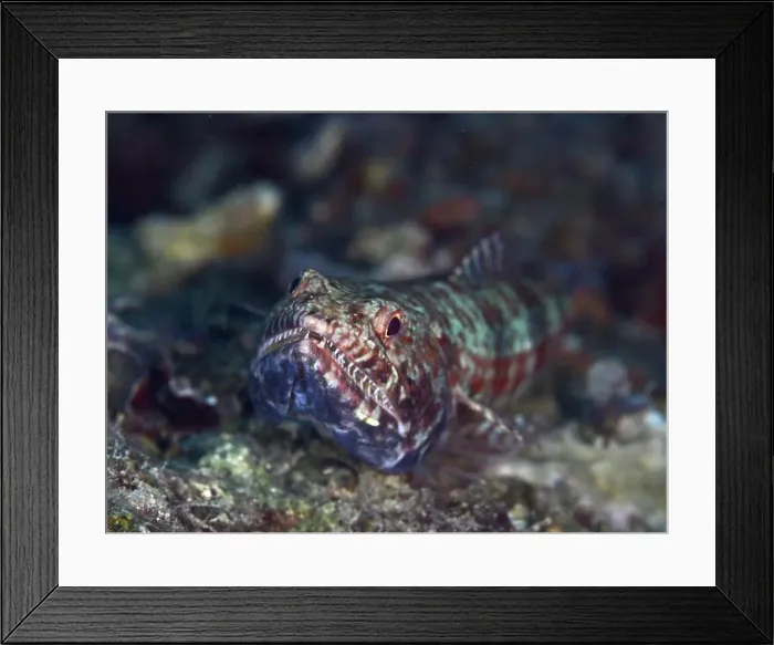 Framed Print : A lizard-like fish with green-red patterns Framed Print : A lizard-like fish with green-red patterns