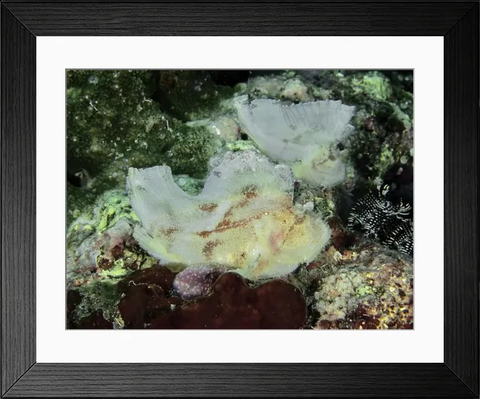 Framed Print : Two similarly camouflaged fishes Framed Print : Two similarly camouflaged fishes