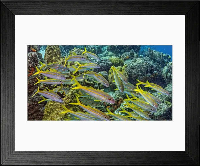 Framed Print : yellowtail snapper, Ocyurus chrysurus is an abundant species of snapper native to the western Atlantic Ocean including Framed Print : yellowtail snapper, Ocyurus chrysurus is an abundant species of snapper native to the western Atlantic Ocean including