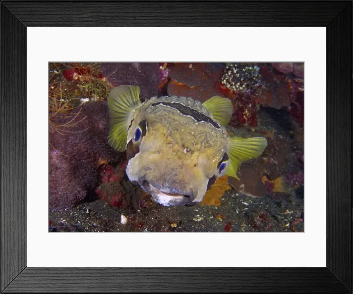 Framed Print : Portrait of masked porcupinefish (Diodon liturosus) Framed Print : Portrait of masked porcupinefish (Diodon liturosus)