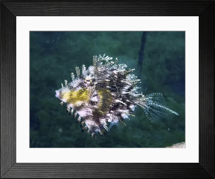Framed Print : A structured fish, jewellery filefish (Chaetodermis penicilligerus) Framed Print : A structured fish, jewellery filefish (Chaetodermis penicilligerus)